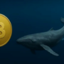 Крупные инвесторы увеличили свои запасы на 60 000 биткоинов — CryptoQuant